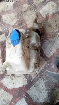 Volkswagen Polo Cam Suyu Deposu çıkma parça