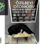 2011 2019 jetta sag arka teker davlumbazı 5C6810972