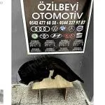 2011 2019 jetta sag arka teker davlumbazı 5C6810972