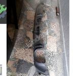 CLIO 5 RS ARKA TAMPON DİFİZÖR 850B28293r