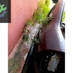 FORD FOCUS ARKA DİNGİL DOLU