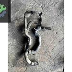 PEUGEOT PARTNER CİTROEN BERLİNGO RADYATÖR SU HORTUMLARI ÇIKMA