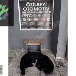 seat leon sol arka teker davlumbazı orj 2014 2020