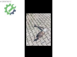 2015-2018 Ford Focus egzoz katalizör 1.5 (am51-9n454-db