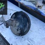 46835895 Albea Westinghouse Garantili Orijinal Çıkma
