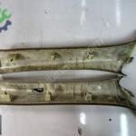 BMW G30 ÖN DİREK KAPLAMASI ÇIKMA ORJ