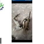 Mercedes-Benz GL Orijinal Çıkma Cam