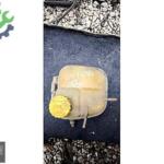 OPEL ASTRA G SU DEPOSU ORJINAL ÇIKMA