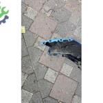 OPEL CORSA F ÖN TAMPON MAVİ ÇIKMA ORJİNAL YEDEK PARÇA
