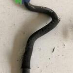 CİTROEN C5 KALORİFER HORTUMU