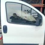 Fiat Fiorino sağ ön kapı orijinal temiz