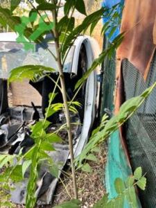 Orijinal Fiat Fiorino Sol Arka Çamurluk Çıkma