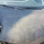 Nissan Micra ön kaput orjinal cikma