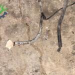 PEUGEOT 306 MOTOR VE TORPİDO ARASI TESİSAT