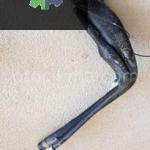RENAULT KANGOO YAKIT DOLUM BORUSU