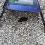 1997-2000 MAZDA LANTİS KESME TAVAN -DS OTOMOTİV-