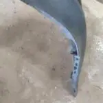 2014-2020 MERCEDES SPRİNTER ÖN TAMPON