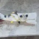 2015-2018 TOYOTA COROLLA SAĞ KOLTUK AIRBAG