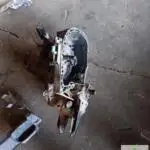1992 Renault R19 Ön Tampon Çıkma Parça Sakarya