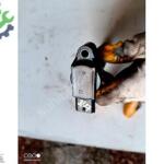 Peugeot 301 Ateşleme Bobini Çıkma Parça Gaziantep