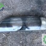 Bmw 5 Seri E39 Far Camı Sol 1996-2003