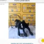 Çıkma Fiorino pedal seti