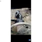 Megane 2 dreksiyon kolonu Çıkma Orijinal