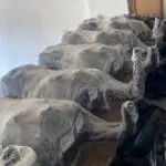 Citroen Jumper Mazot deposu