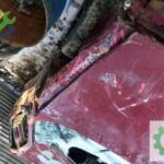 Nissan Sunny direksiyon kutusu