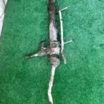 Orijinal Citroen C5 Direksiyon Kutusu Çıkma