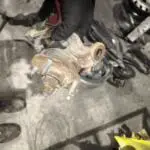 Nissan Primera Orijinal Çıkma Taşıyıcı