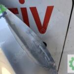 Renault Megane 4 ön motor kaputu  orijinal çıkma