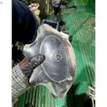 Çıkma Orijinal Airbag (Hava Yastığı) Renault Megane