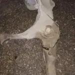 Volkswagen Passat Arka Dingil / Torsiyon Çıkma Parça Bursa