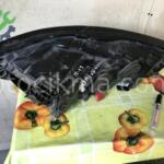 2012-2015 A6 XENON SAĞ SOL FAR AUDI ÇIKMA PARÇA
