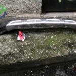 3008 ARKA TAMPON ALT KAPLAMA PEUGEOT ORJİNAL ÇIKMA PARÇA